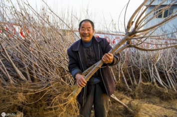 果树苗出现烂根如何解决,果树烂根怎么治疗