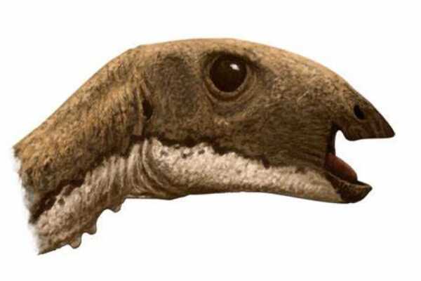 马拉维龙:非洲巨型蜥脚类恐龙(最长16米/全身长鳞甲)