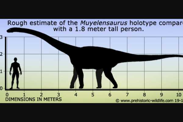 穆耶恩龙:南美大型恐龙(长8-9米/生于9300万年前)