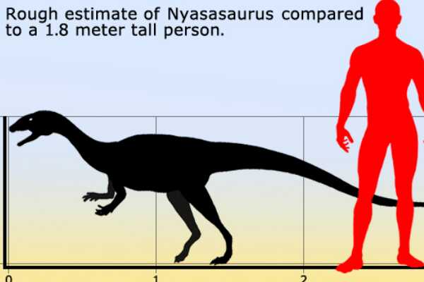 尼亚萨龙:远古爬行动物(可能是最古老恐龙/长2-3米)
