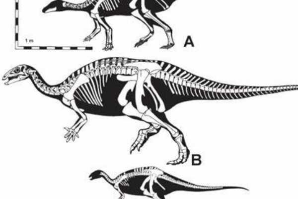 滥食龙:罕见的小型蜥脚亚目恐龙(仅1.3米长/原始物种)