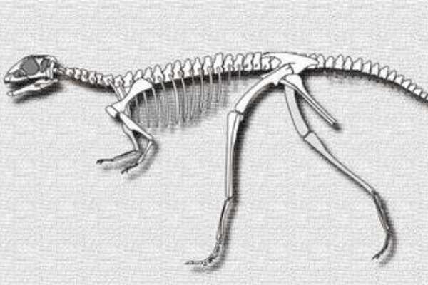 重怪龙:同时代最大结节龙科(长5米/上颌仅长1颗牙)