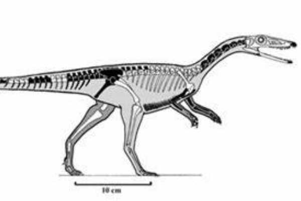 原美颌龙:欧洲小型恐龙(长1.2米/出土于德国)