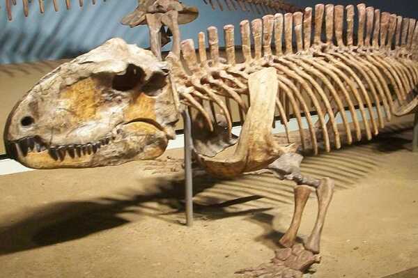 始蜥龙:古老的二叠纪盘龙目生物(形似巨蜥/长1米)