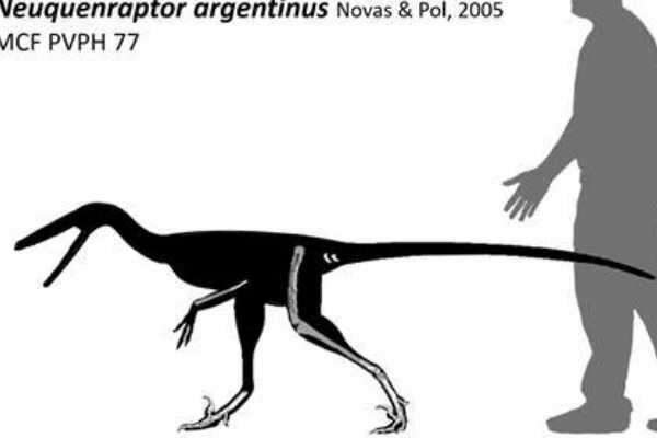 内乌肯盗龙:南美迷你驰龙科(长2.5米/仅出土脚骨)