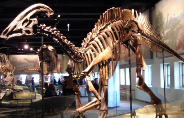 倾头龙：北美洲小型食草恐龙（长2.5米/距今6800万年前）