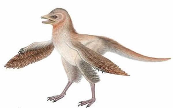 克氏龙：辽宁小型食草恐龙（长3.5米/距今9000万年前）