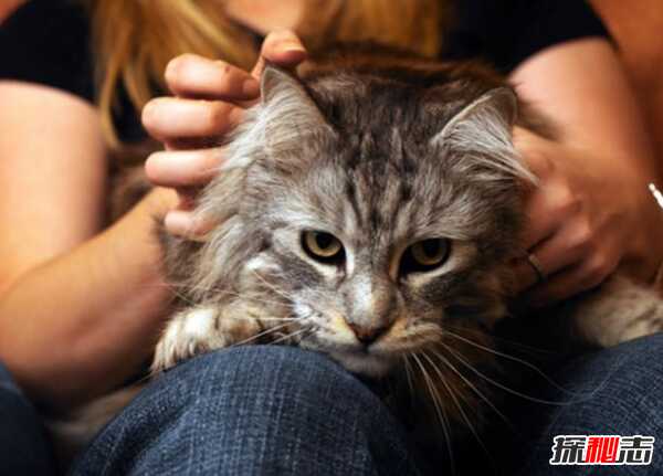 猫咪表达爱的方式有哪些?猫咪喜欢主人的10种表现