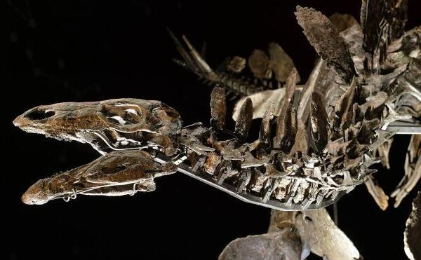 大椎龙：非洲小型食草恐龙（长4米/距今1.94亿年前）