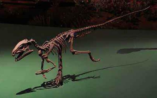 巴塔哥尼亚爪龙：阿根廷小型恐龙（长2米/9000万年前）