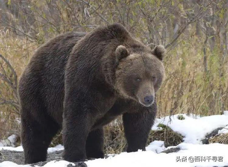 最大的熊是北极熊还是棕熊,棕熊和北极熊谁最厉害