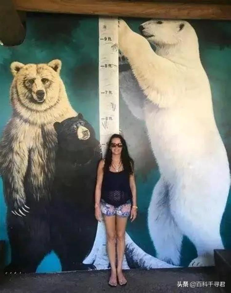 最大的熊是北极熊还是棕熊,棕熊和北极熊谁最厉害