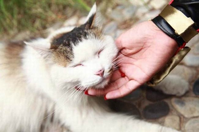 猫猫打呼噜是什么意思?10个猫咪认定主人的表现