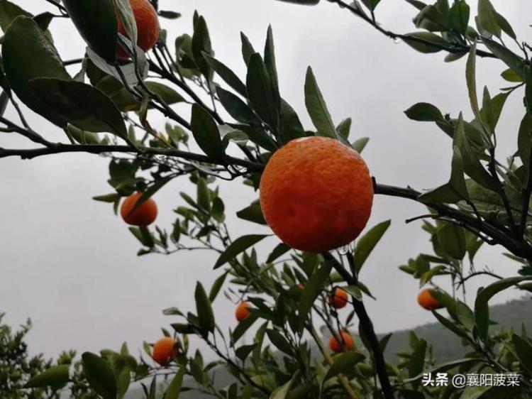 南漳峡口镇简介,湖北襄阳景点来历