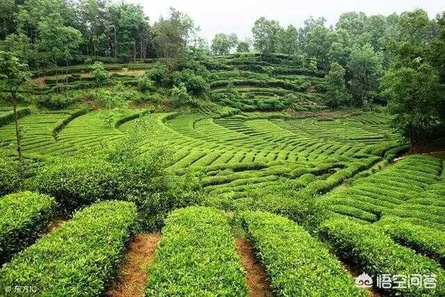 贵州十大名茶的价格(贵州兴义十大名茶)