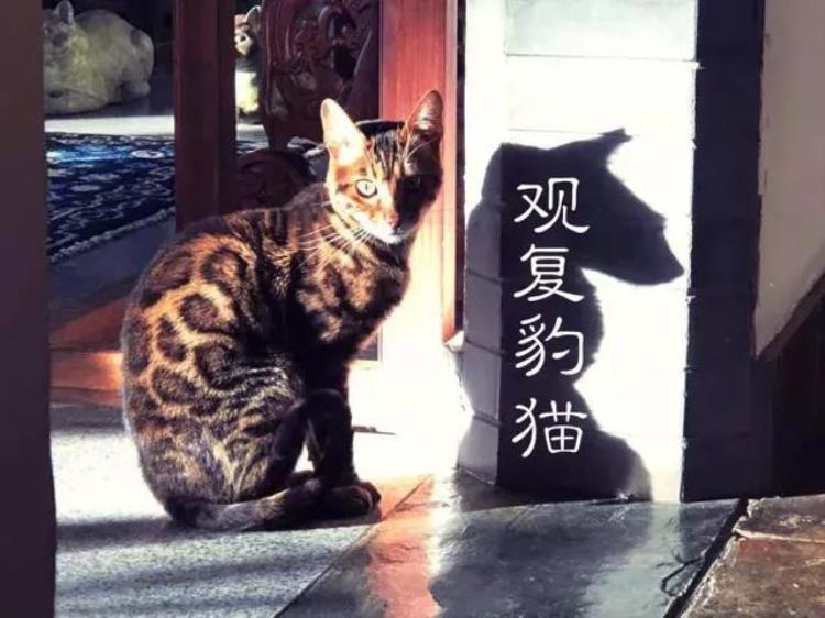 猫首人身妩媚女神荷鲁斯之眼象征完美无缺的太阳远离苦痛