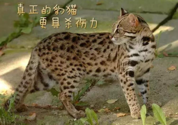 猫首人身妩媚女神荷鲁斯之眼象征完美无缺的太阳远离苦痛