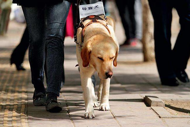 导盲犬是什么狗?原来我国主要是这2大导盲犬种