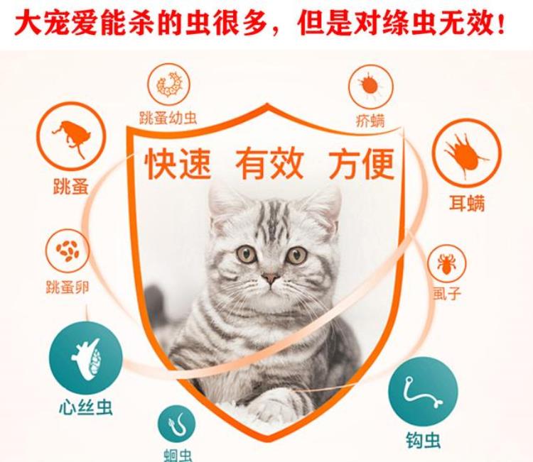 猫 猪肝 中毒,猫死亡