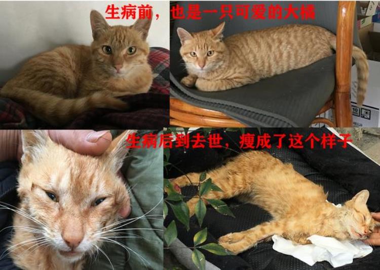 猫 猪肝 中毒,猫死亡