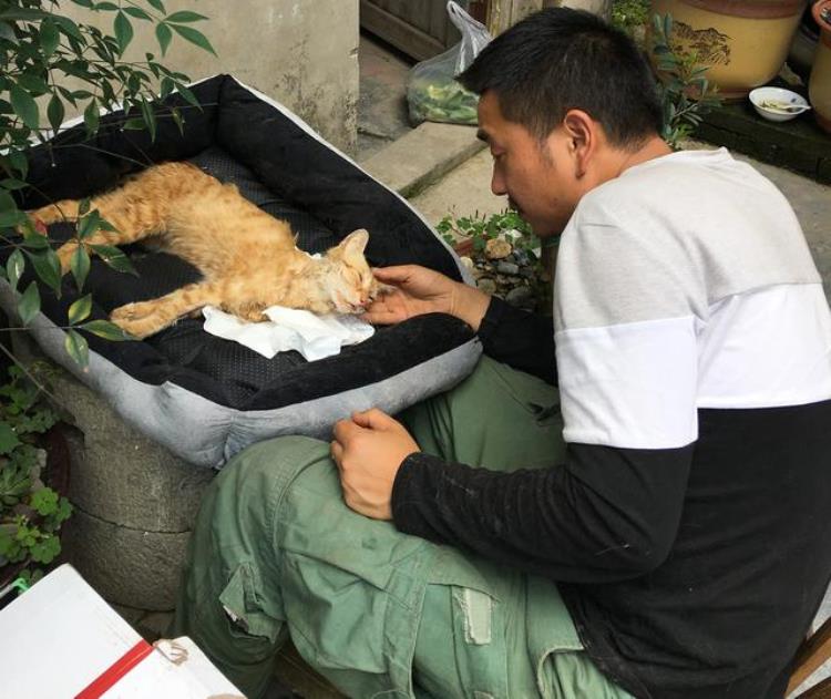 猫 猪肝 中毒,猫死亡