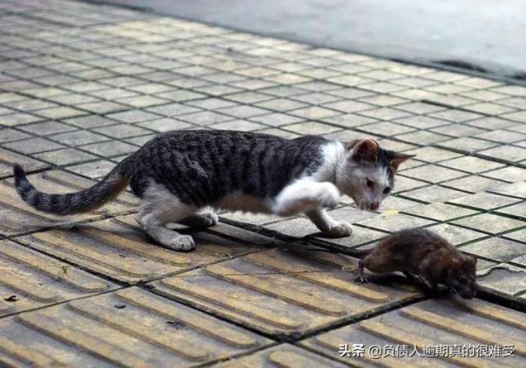 令人恐惧的毒蛇为什么猫却不怕呢「令人恐惧的毒蛇为什么猫却不怕呢」