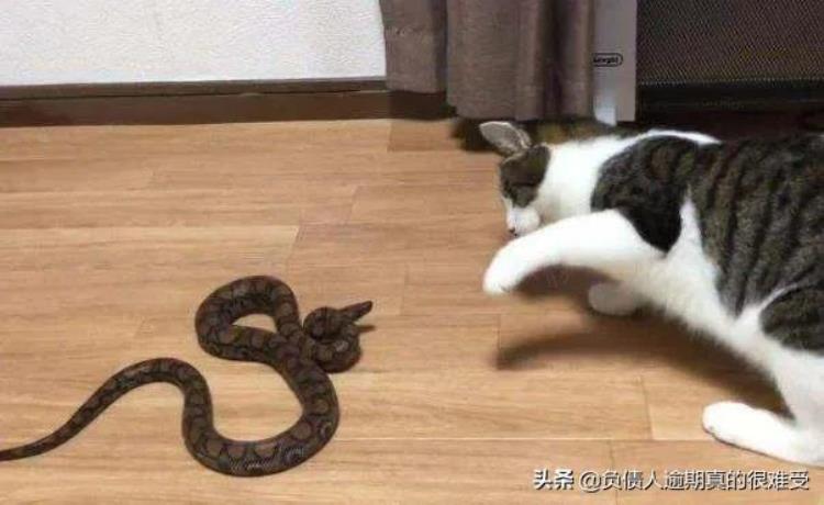 令人恐惧的毒蛇为什么猫却不怕呢「令人恐惧的毒蛇为什么猫却不怕呢」
