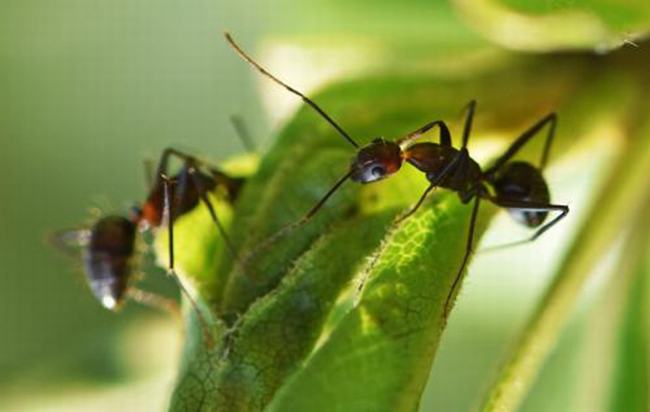 真正的二维生物是什么?蚂蚁是二维生物吗（三维生物）